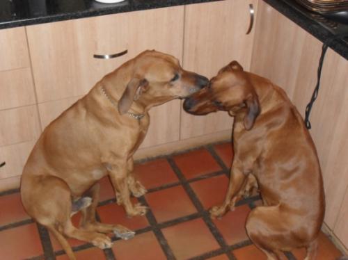 Rhodesian Ridgebacks