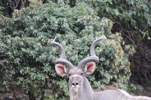 Wokini kudu bull