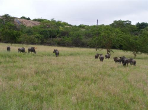 WildLife